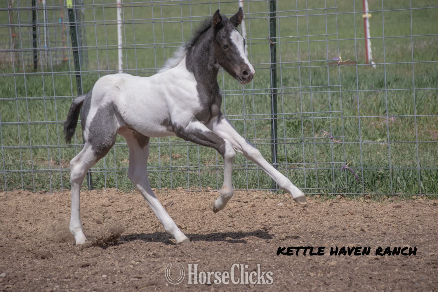 "Catsbys Risky Bisness" Blue Roan Colt Paint backdrop