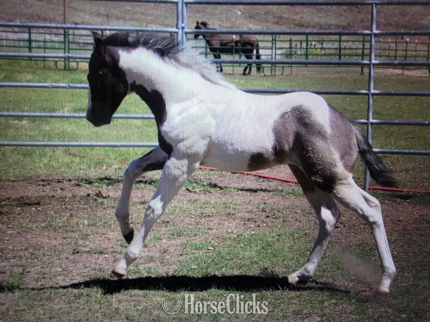 "Catsbys Risky Bisness" Blue Roan Colt Paint backdrop