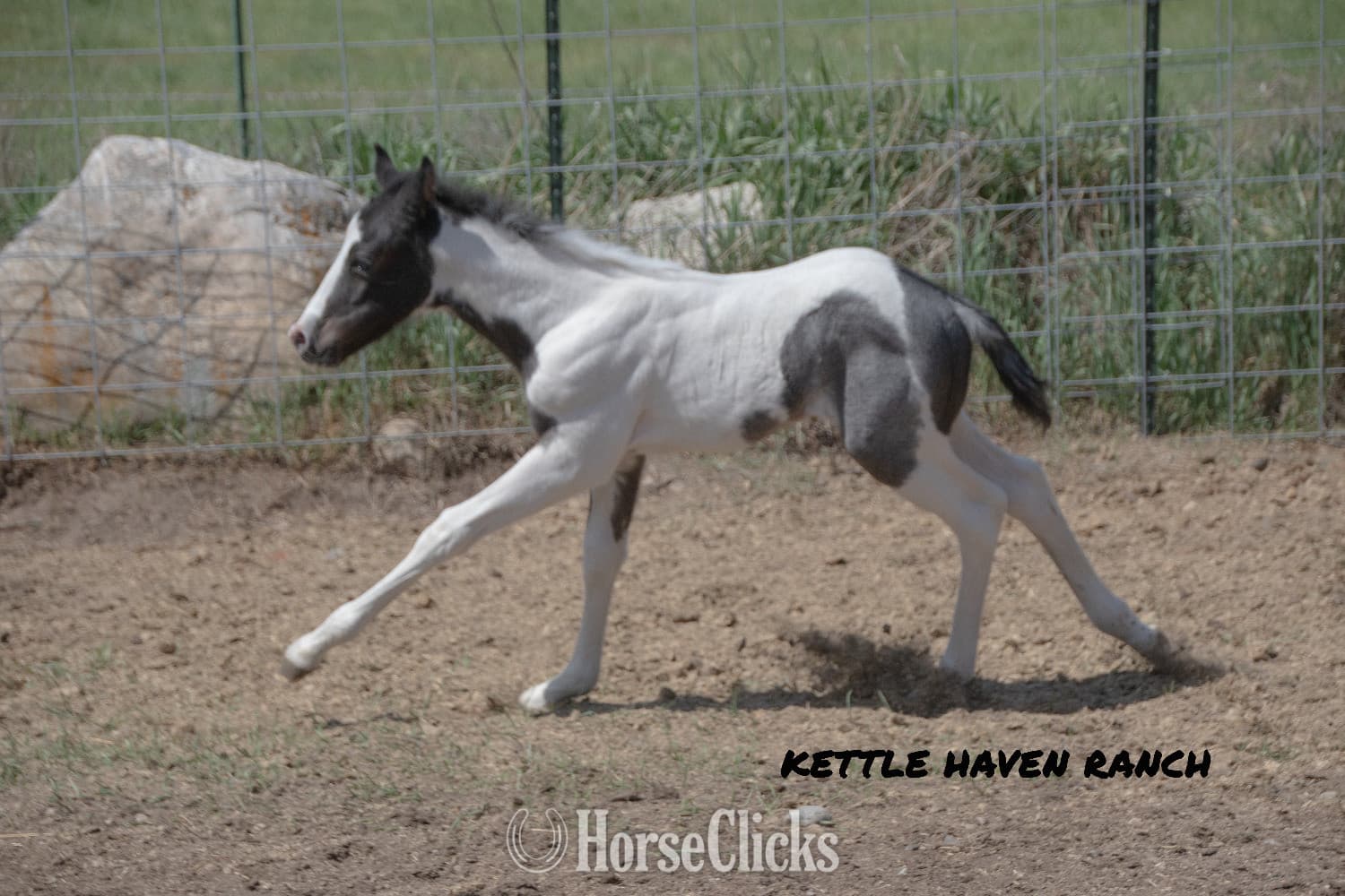 "Catsbys Risky Bisness" Blue Roan Colt Paint backdrop