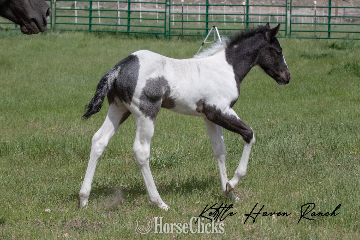 "Catsbys Risky Bisness" Blue Roan Colt Paint backdrop