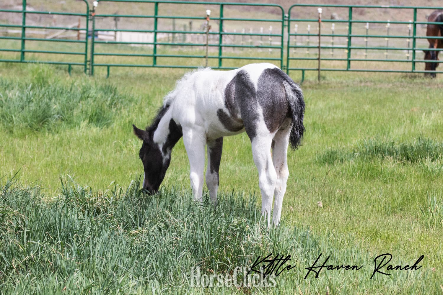 "Catsbys Risky Bisness" Blue Roan Colt Paint backdrop