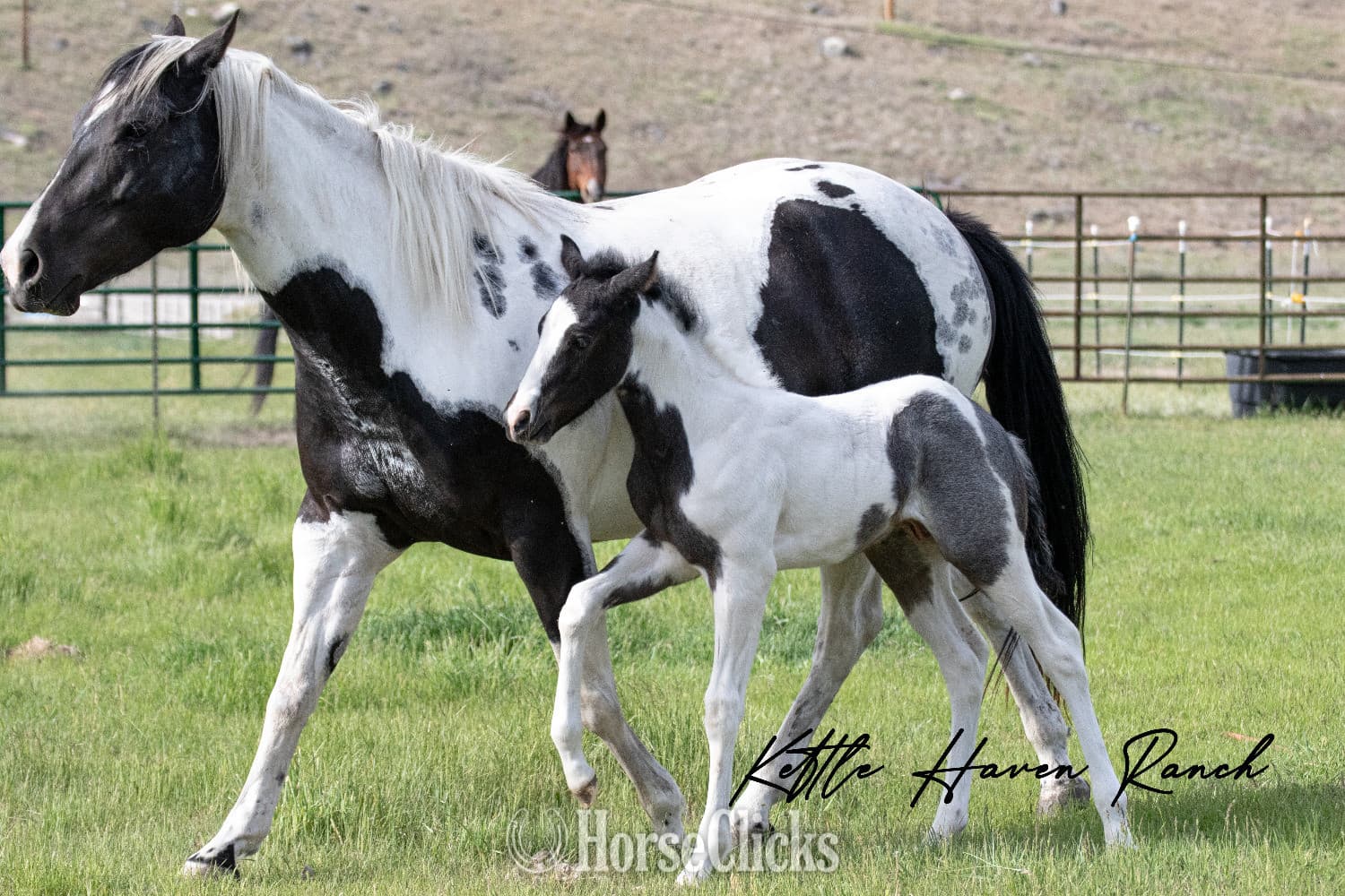 "Catsbys Risky Bisness" Blue Roan Colt Paint backdrop