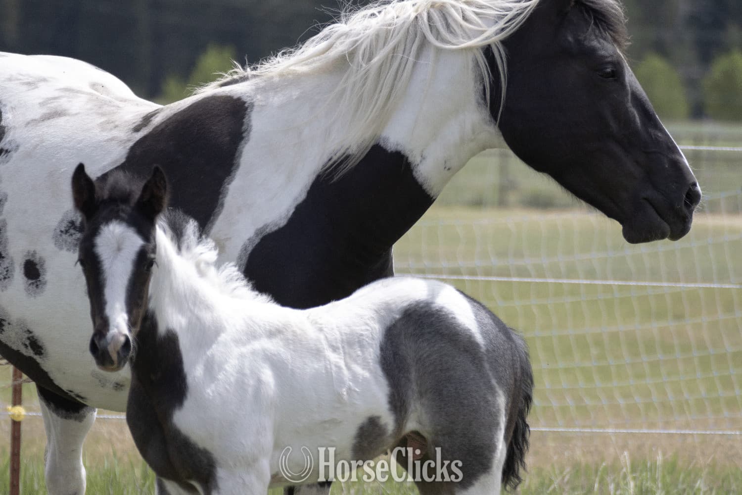 "Catsbys Risky Bisness" Blue Roan Colt Paint backdrop