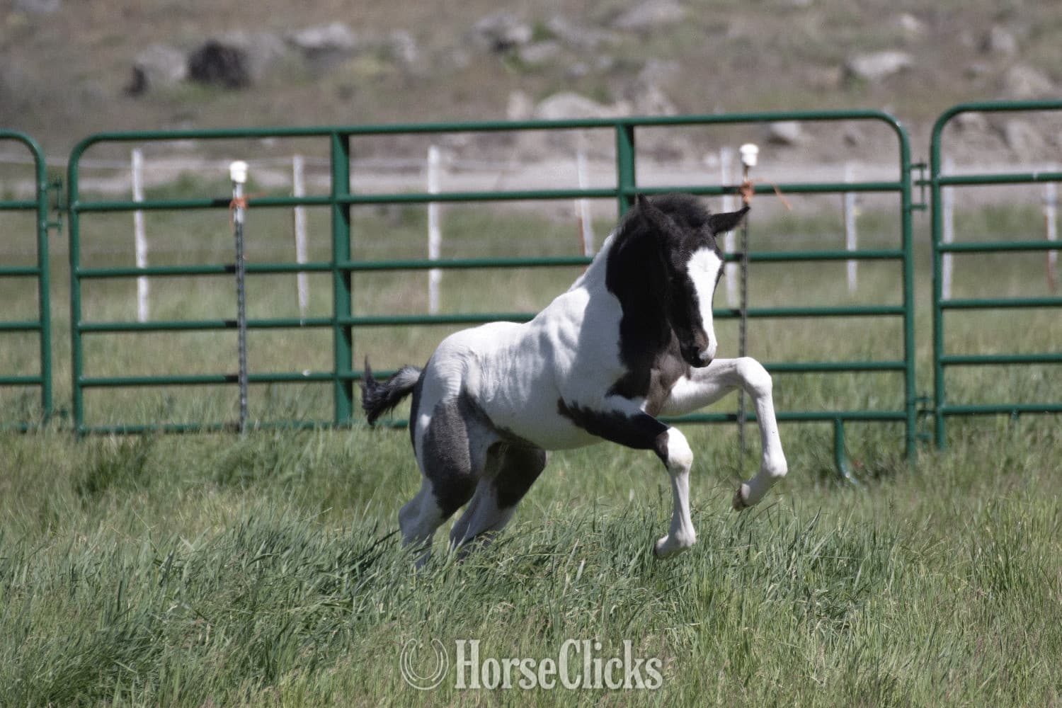 "Catsbys Risky Bisness" Blue Roan Colt Paint backdrop