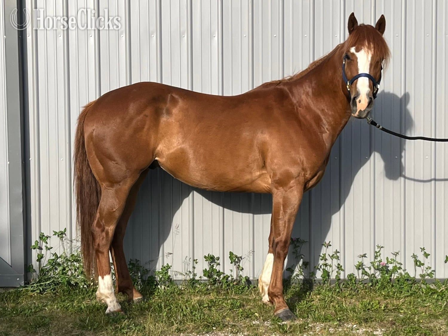 "Chips Heaven Sent" Chestnut Gelding Paint image