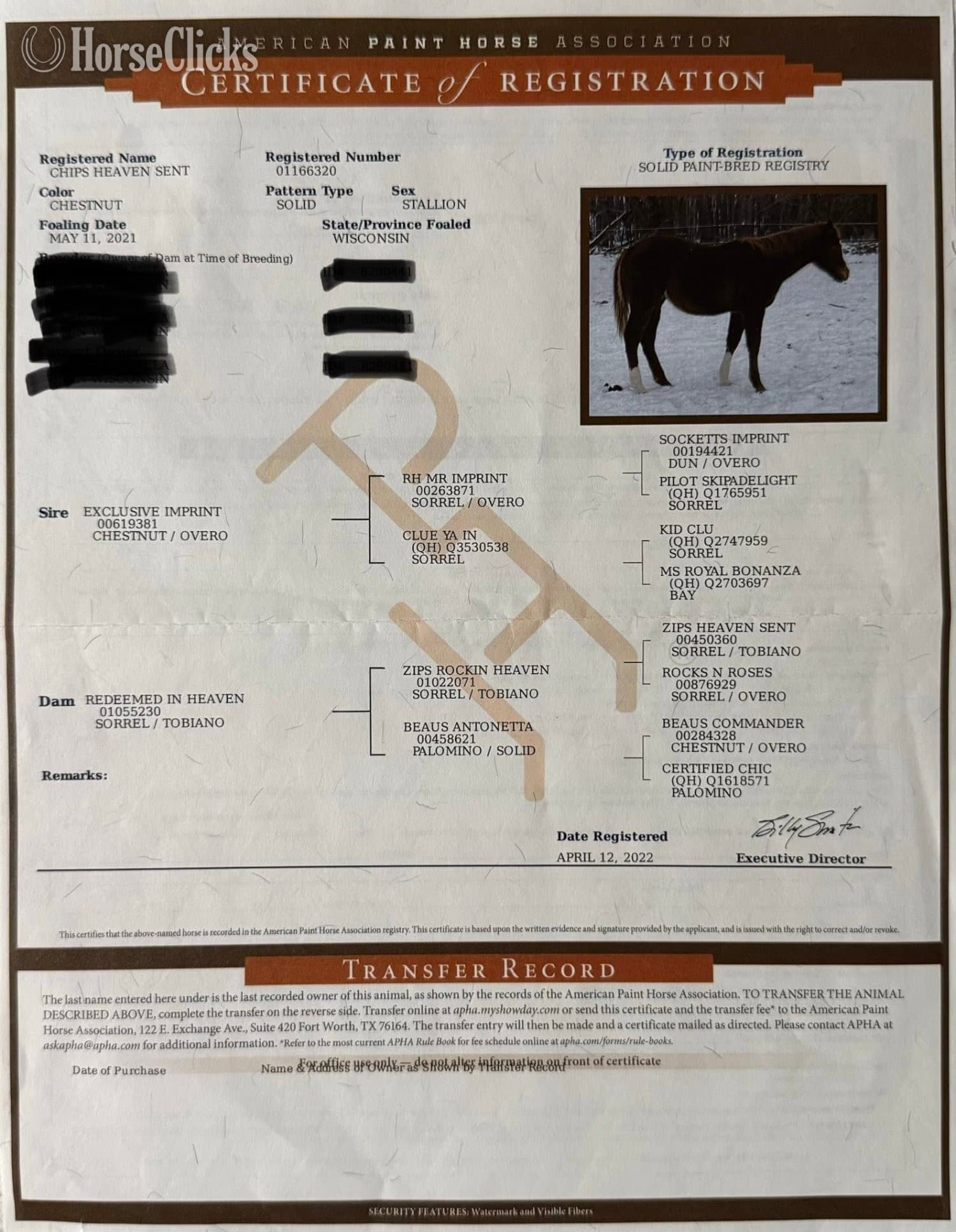 "Chips Heaven Sent" Chestnut Gelding Paint backdrop