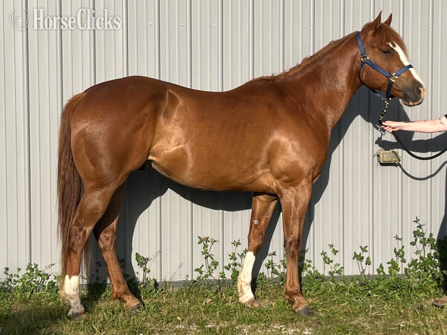"Chips Heaven Sent" Chestnut Gelding Paint backdrop