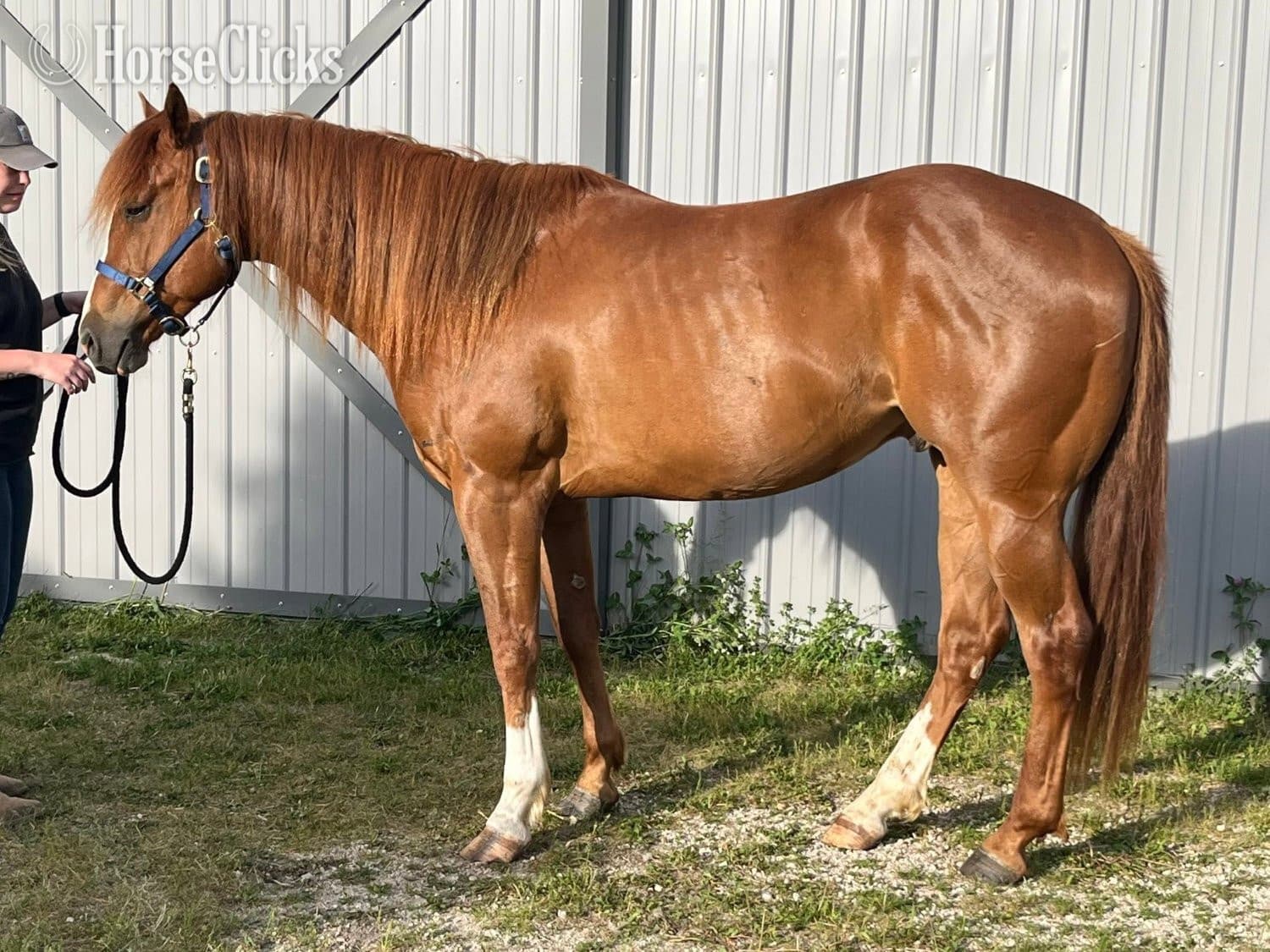 "Chips Heaven Sent" Chestnut Gelding Paint backdrop