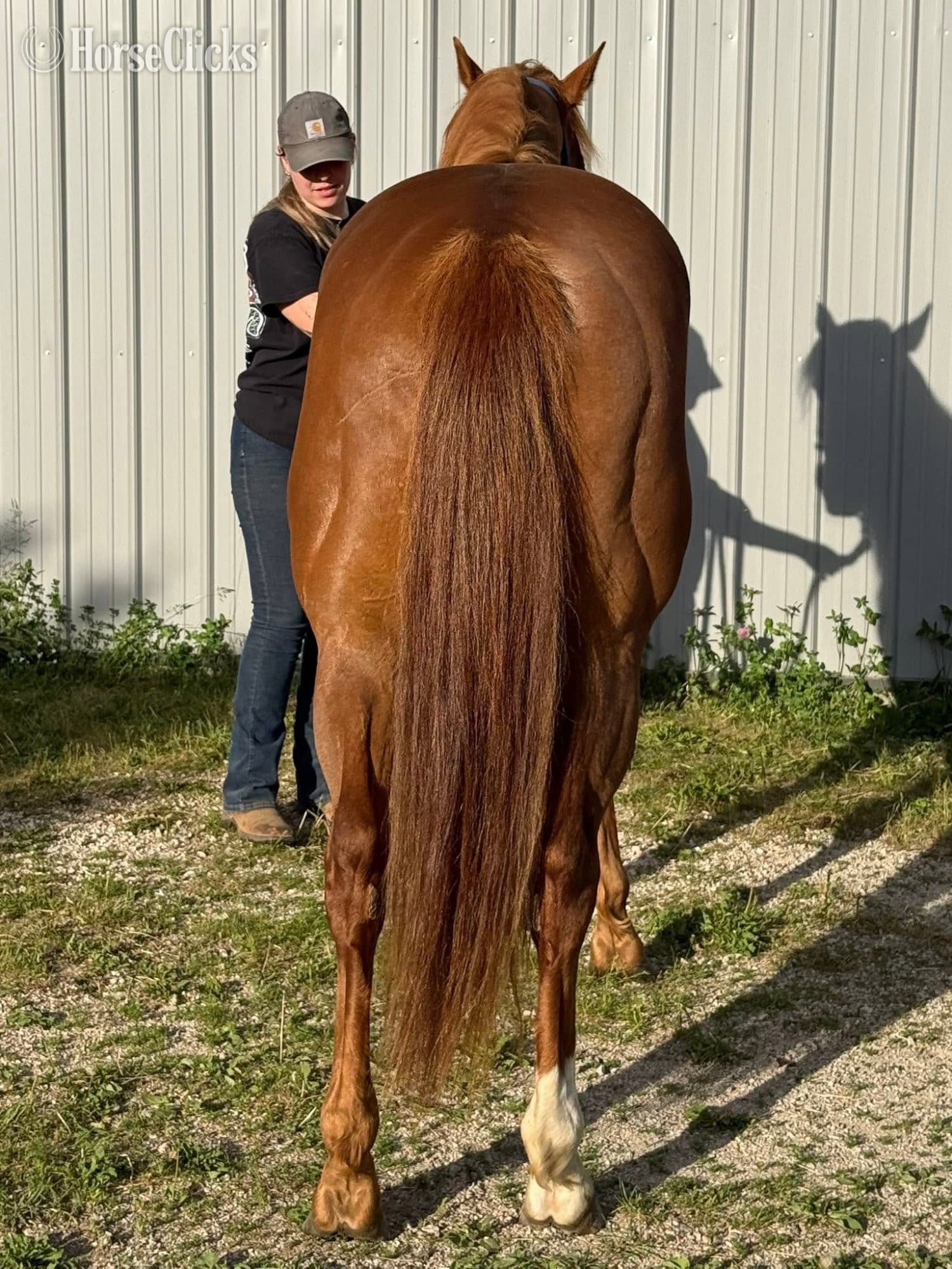 "Chips Heaven Sent" Chestnut Gelding Paint backdrop
