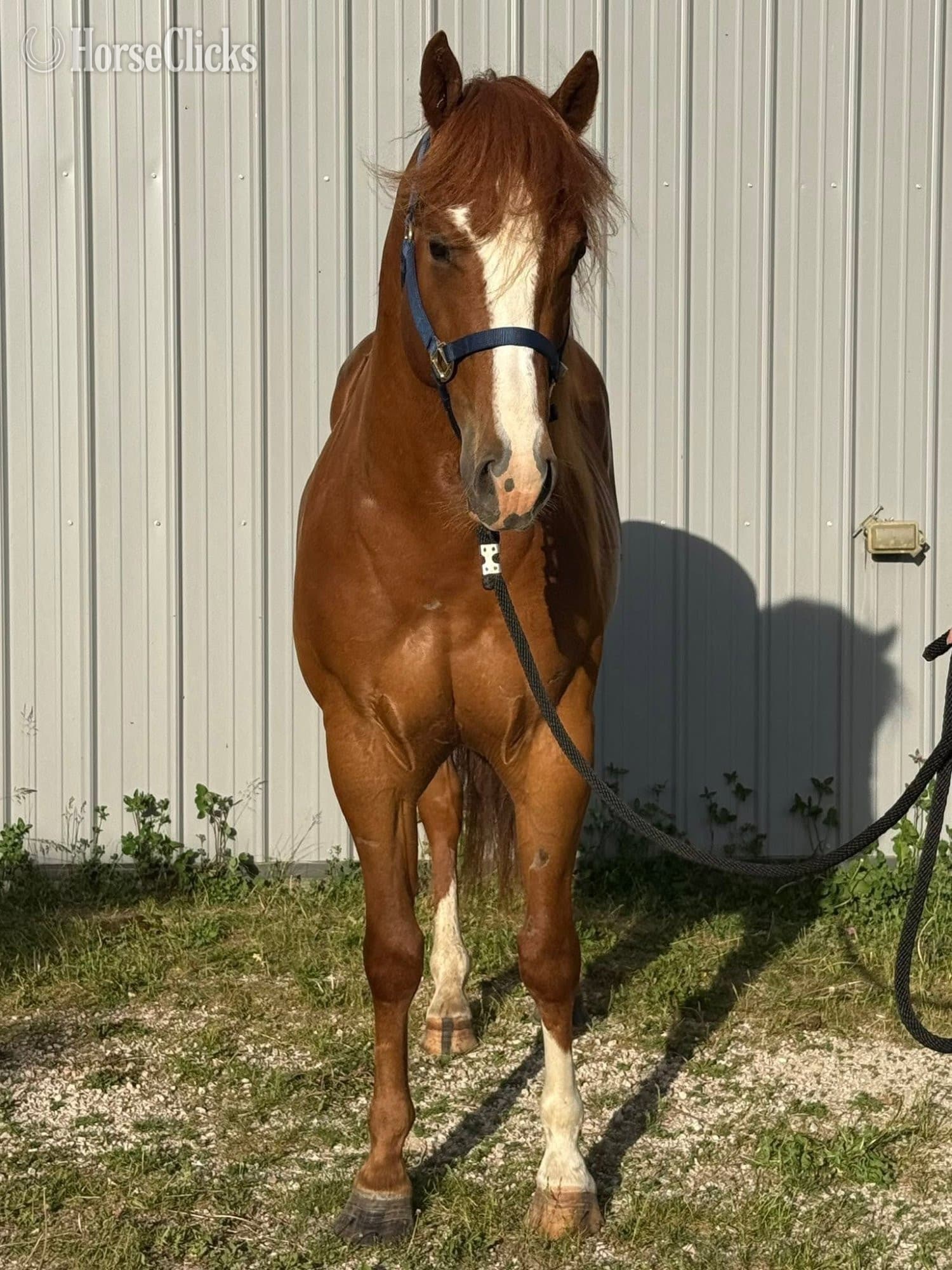 "Chips Heaven Sent" Chestnut Gelding Paint backdrop