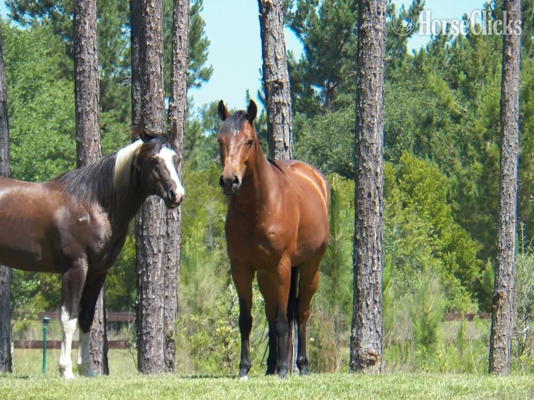 "SA Lock and Load" Black Stallion Paint "SA Lock and Load" Black Stallion Paint backdrop