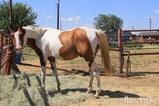 Dun 14.3hh Paint Stallion Dun 14.3hh Paint Stallion backdrop