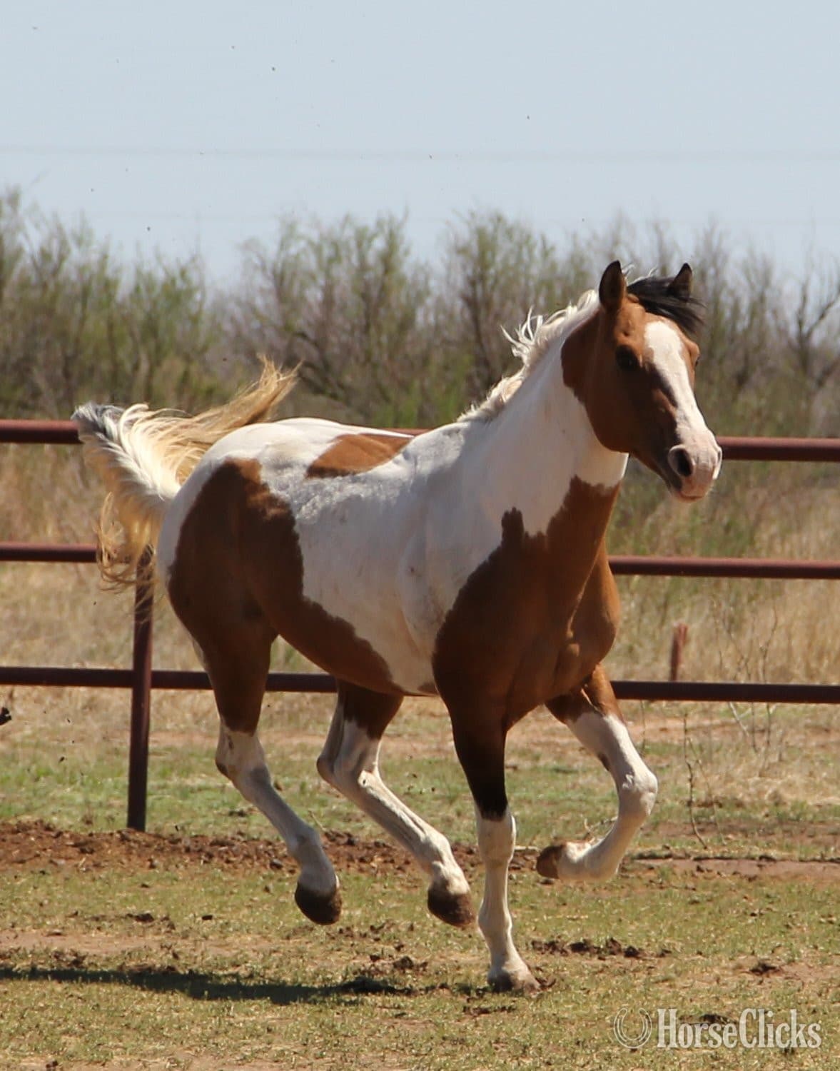 Dun 14.3hh Paint Stallion Dun 14.3hh Paint Stallion backdrop
