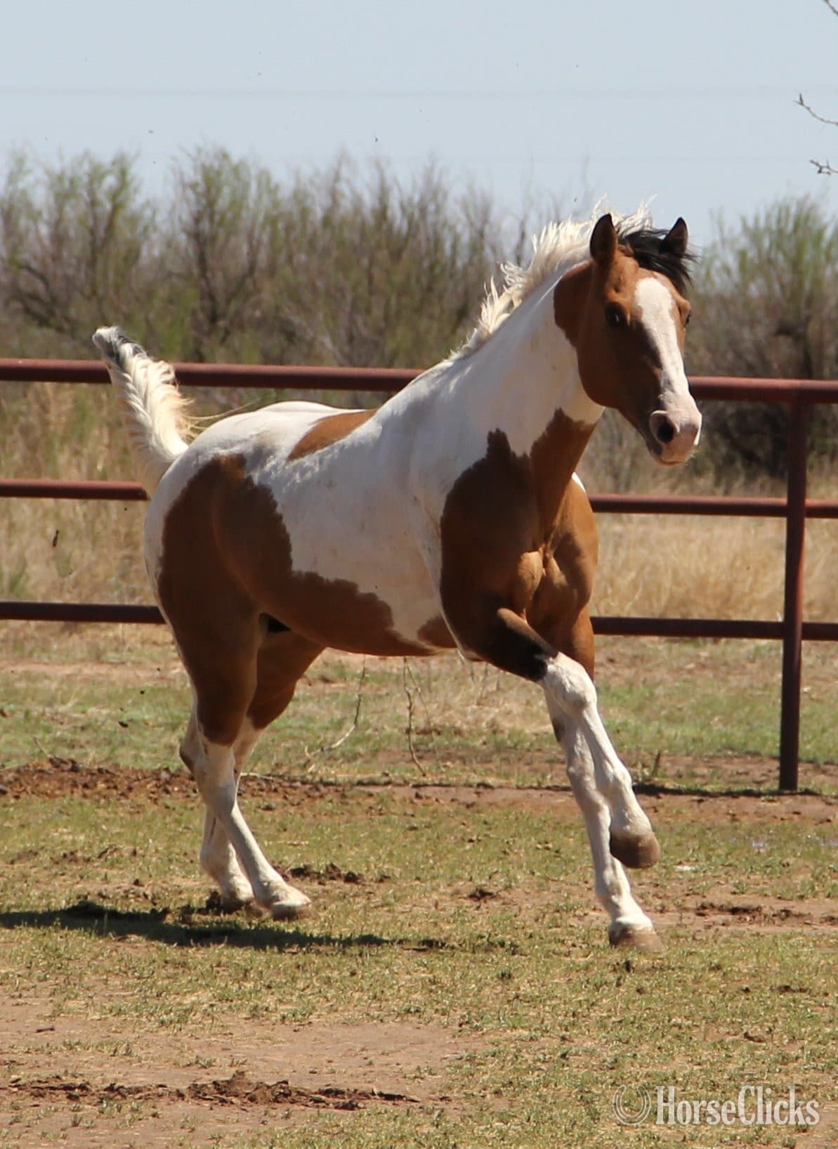 Dun 14.3hh Paint Stallion Dun 14.3hh Paint Stallion backdrop