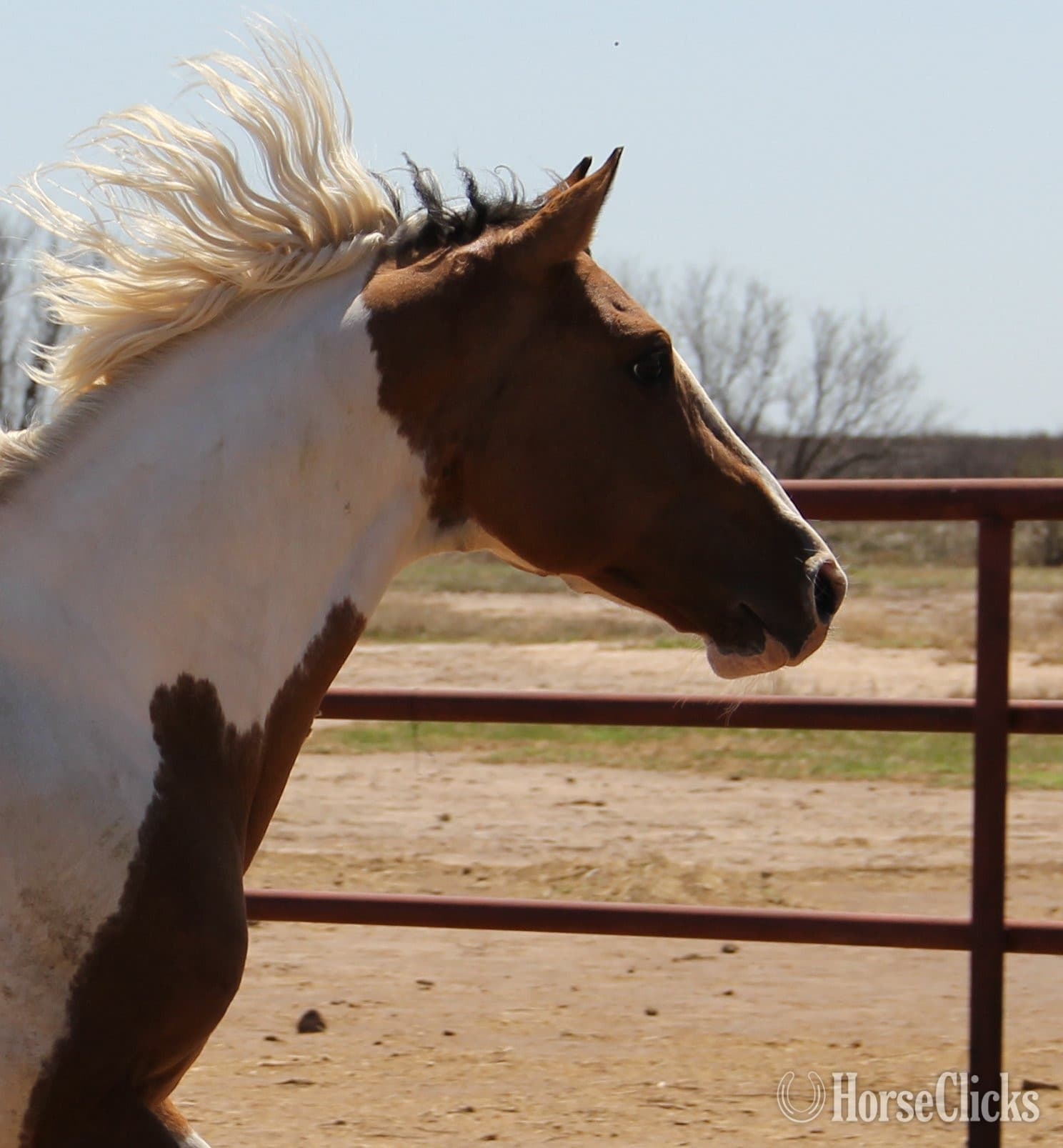 Dun 14.3hh Paint Stallion Dun 14.3hh Paint Stallion backdrop