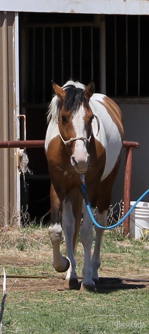 Dun 14.3hh Paint Stallion Dun 14.3hh Paint Stallion backdrop