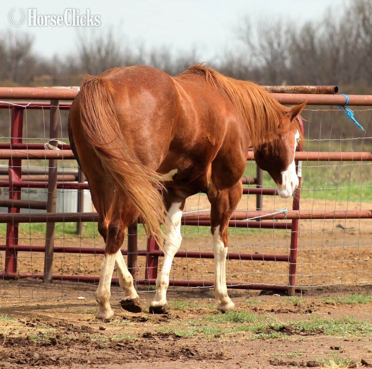 Overo 15.3hh Paint Stallion Overo 15.3hh Paint Stallion backdrop