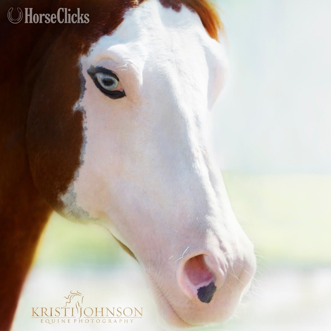 Overo 15.3hh Paint Stallion Overo 15.3hh Paint Stallion backdrop
