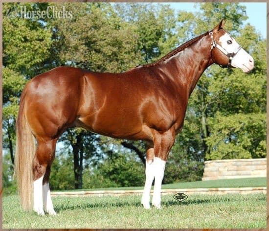Overo 15.3hh Paint Stallion Overo 15.3hh Paint Stallion backdrop