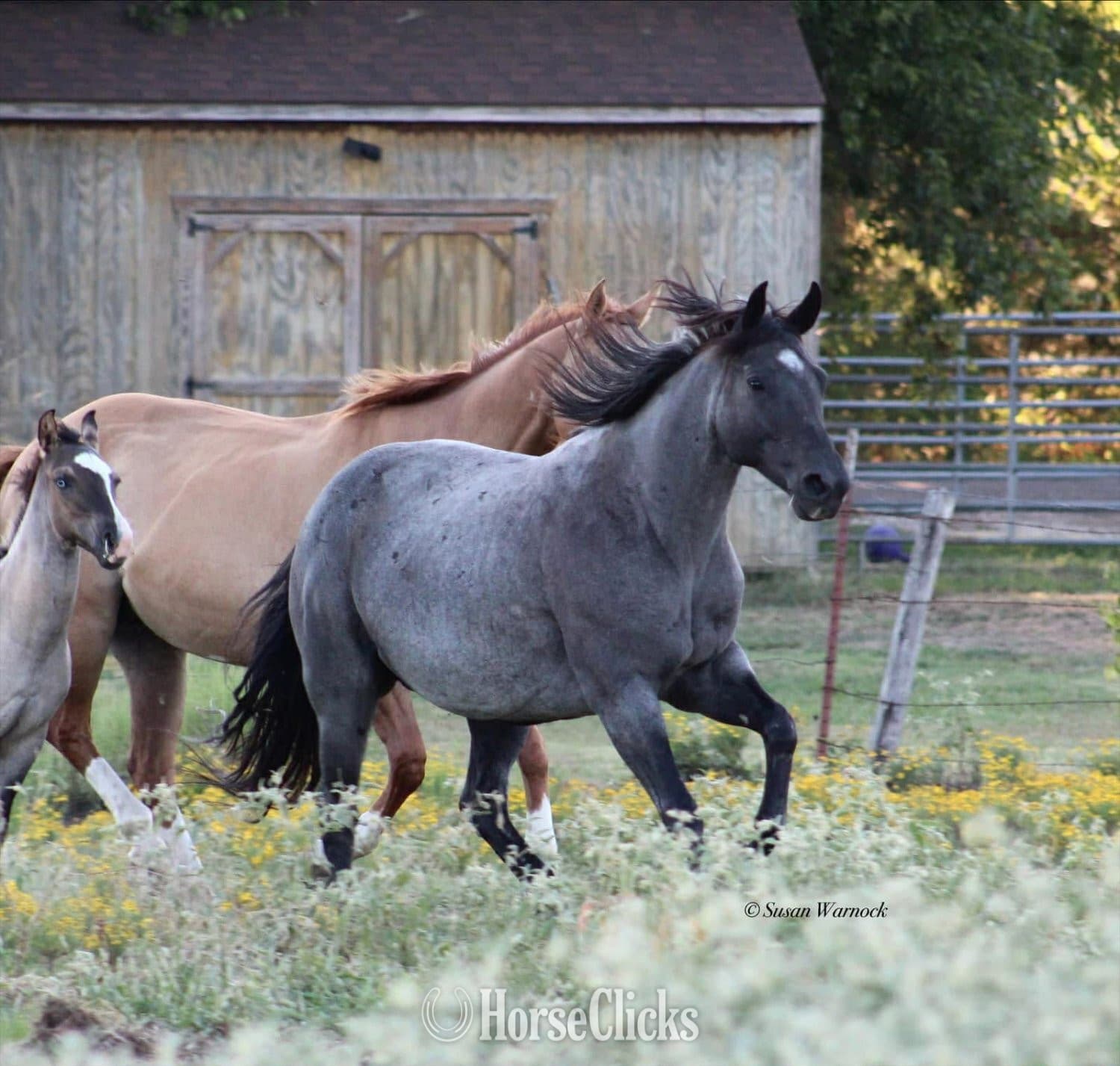 "Blue Smoke N Libby" Blue Roan Mare Paint "Blue Smoke N Libby" Blue Roan Mare Paint backdrop