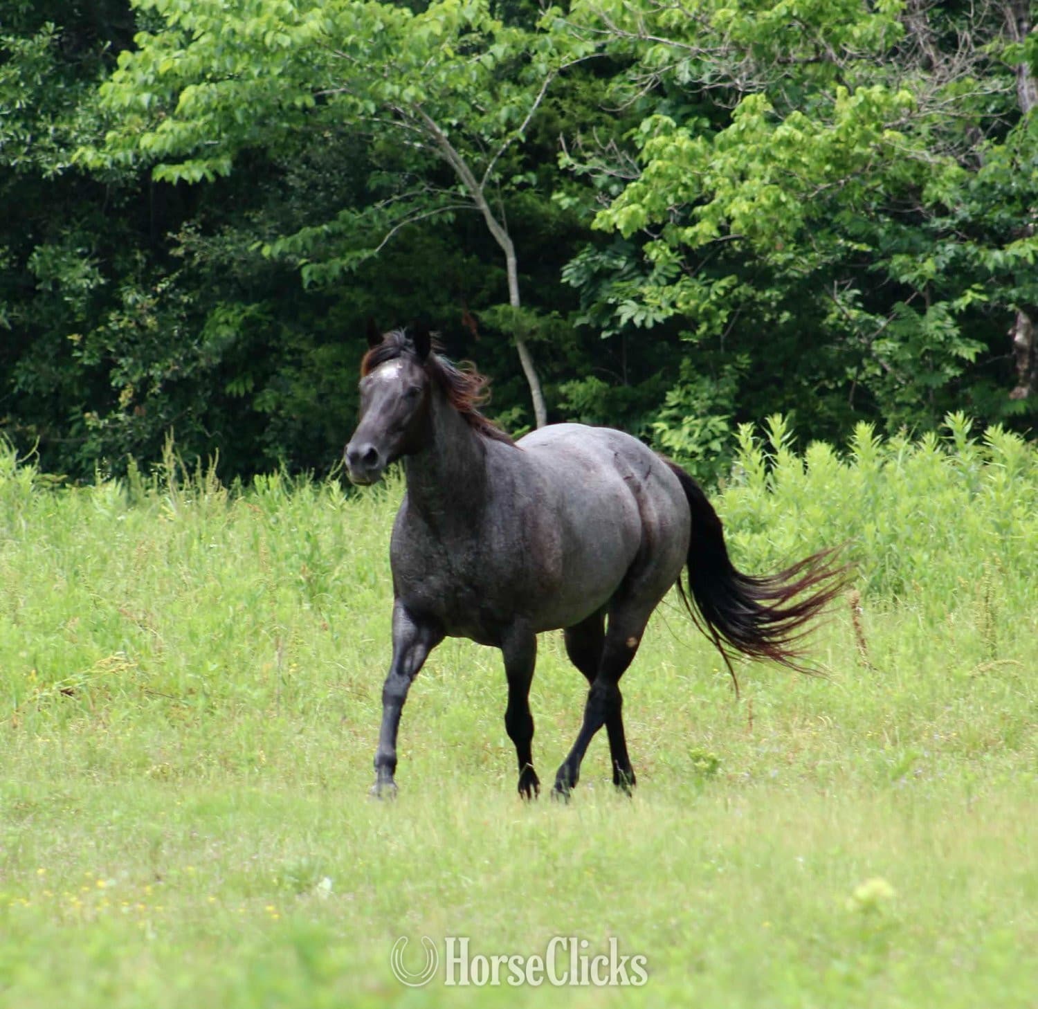 "Blue Smoke N Libby" Blue Roan Mare Paint "Blue Smoke N Libby" Blue Roan Mare Paint backdrop