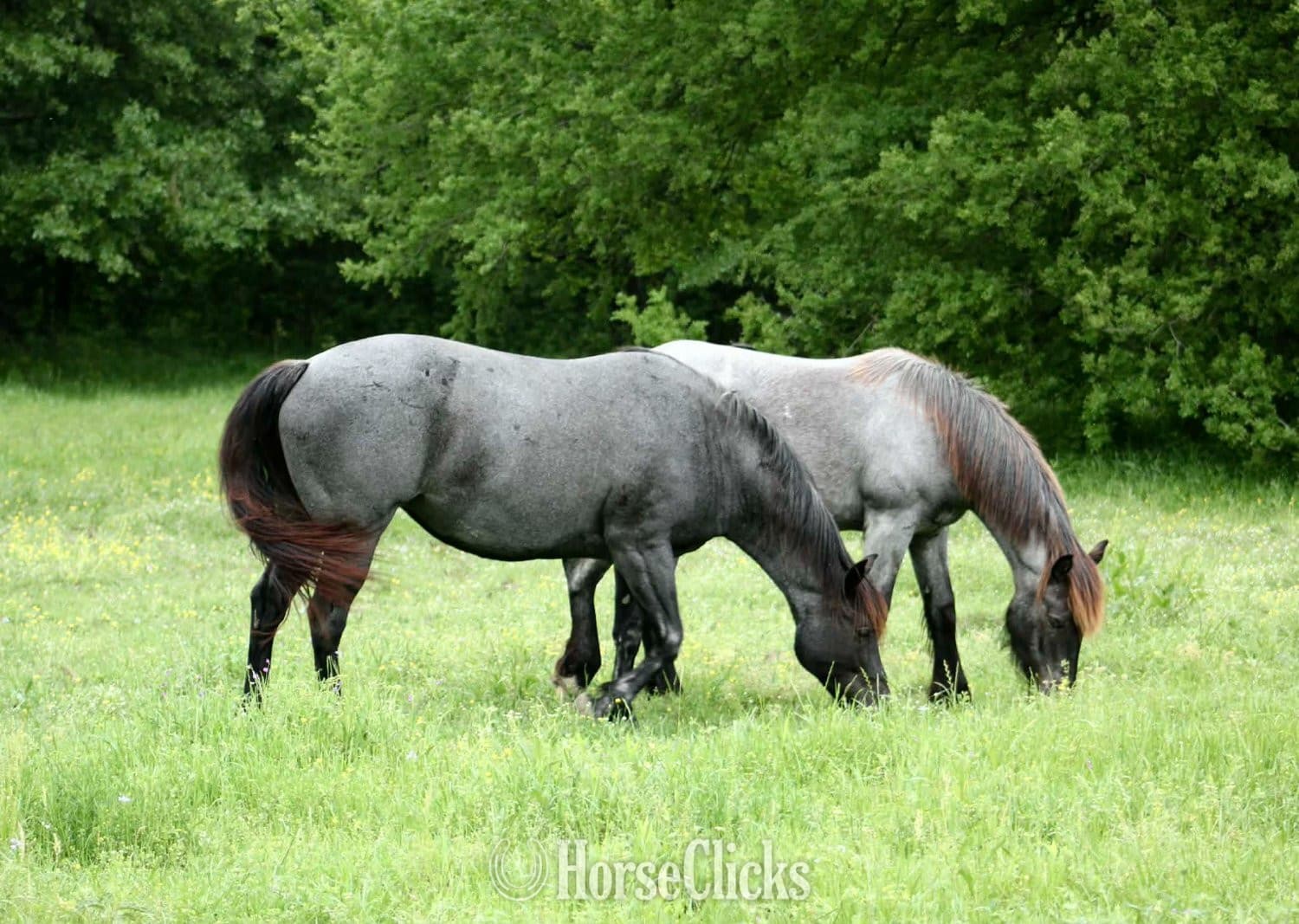 "Blue Smoke N Libby" Blue Roan Mare Paint "Blue Smoke N Libby" Blue Roan Mare Paint backdrop