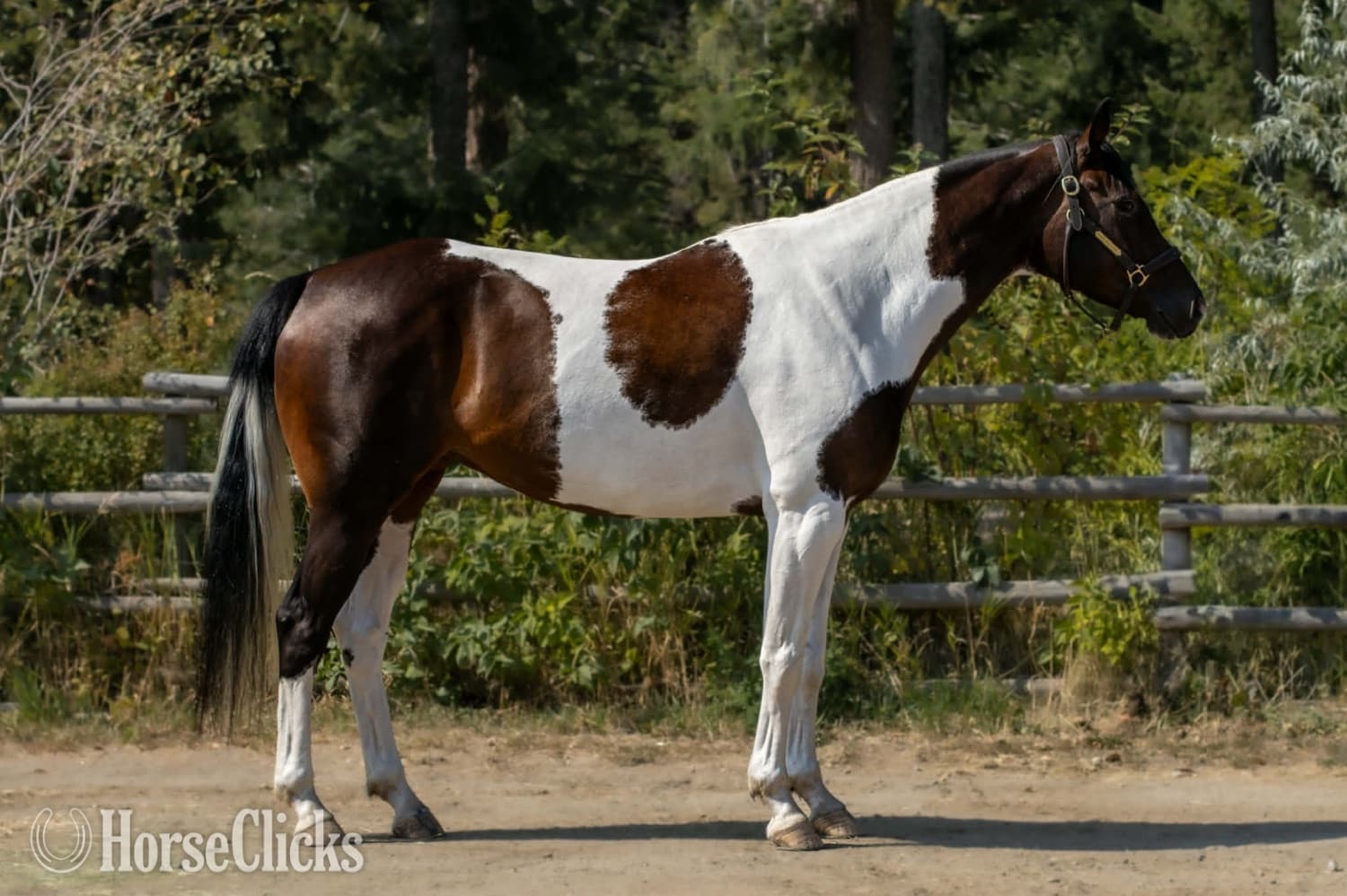 "Wild About Peppe " Mare Paint image "Wild About Peppe " Mare Paint image