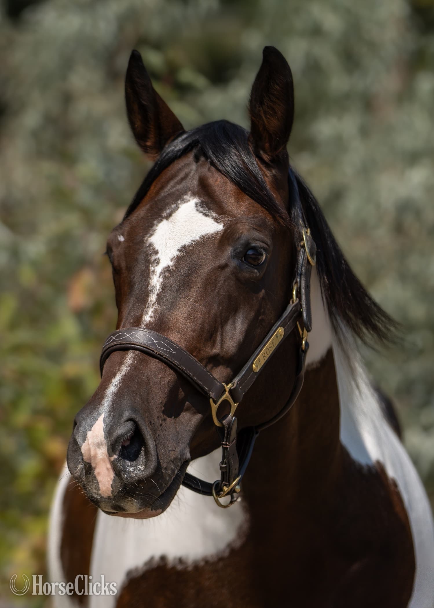 "Wild About Peppe " Mare Paint "Wild About Peppe " Mare Paint backdrop