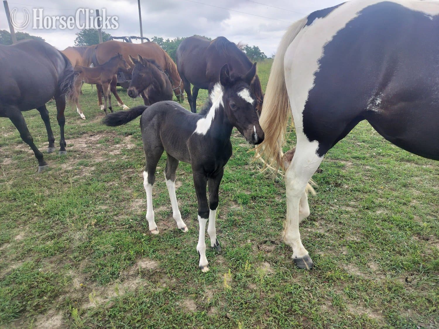 "LD Hotter N Blu Smoke" Blue Roan Filly Paint "LD Hotter N Blu Smoke" Blue Roan Filly Paint backdrop