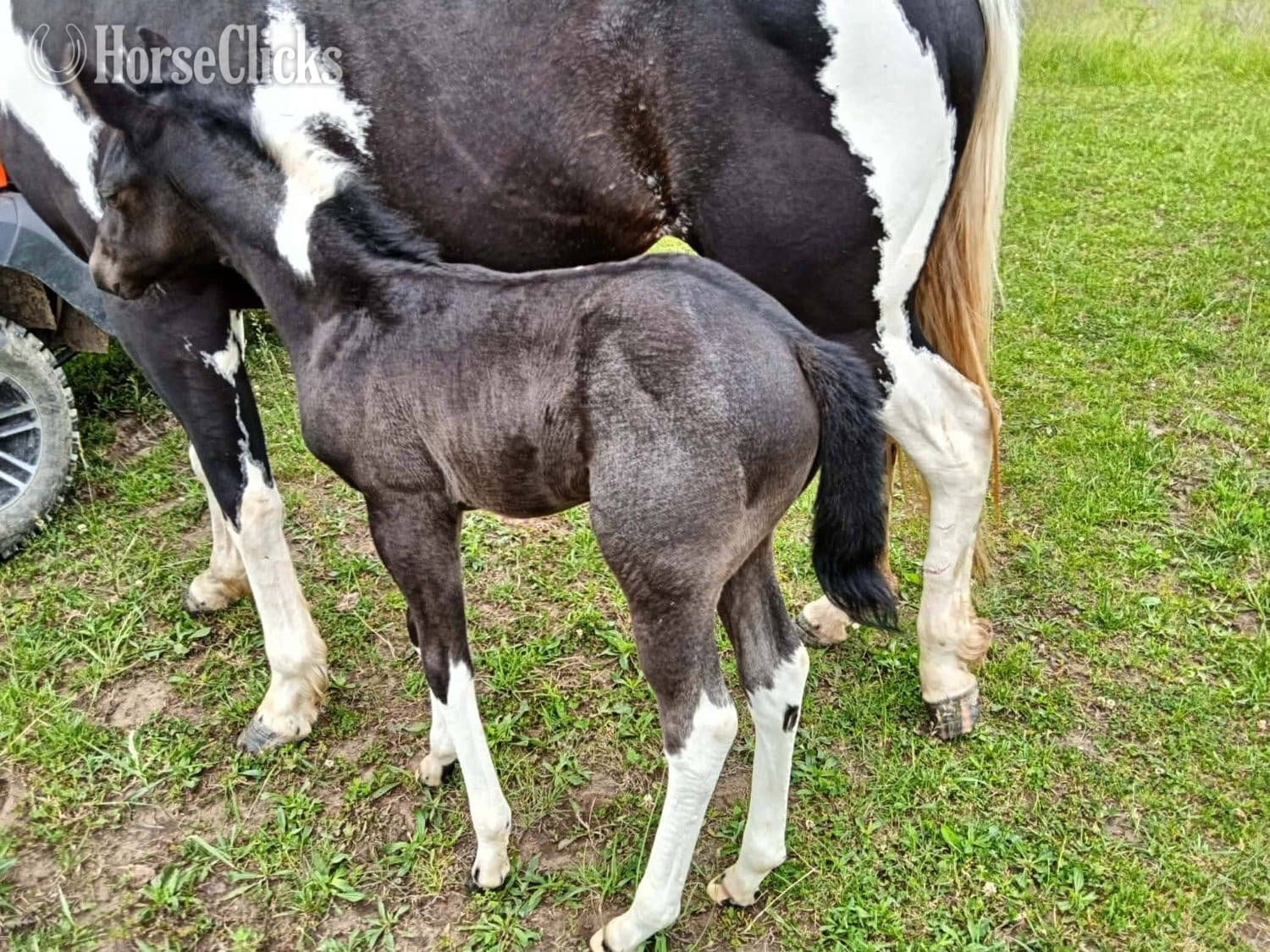 "LD Hotter N Blu Smoke" Blue Roan Filly Paint "LD Hotter N Blu Smoke" Blue Roan Filly Paint backdrop