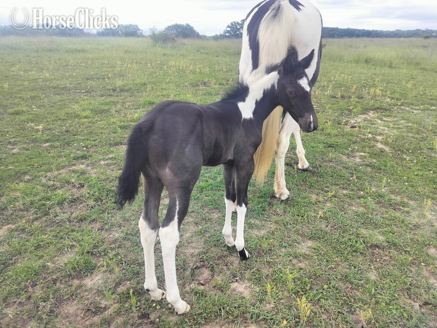 "LD Hotter N Blu Smoke" Blue Roan Filly Paint "LD Hotter N Blu Smoke" Blue Roan Filly Paint backdrop