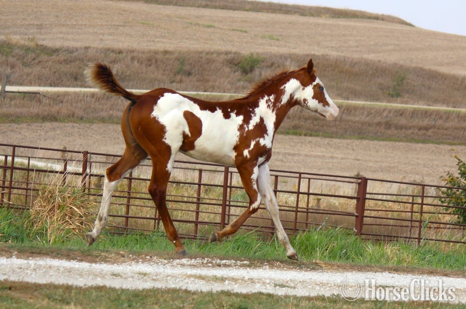 "NV Scotch N Sonny" Sorrel Stallion Paint "NV Scotch N Sonny" Sorrel Stallion Paint backdrop