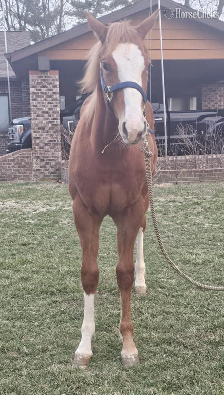 "Kool GQ Kid" Sorrel Gelding Paint "Kool GQ Kid" Sorrel Gelding Paint backdrop