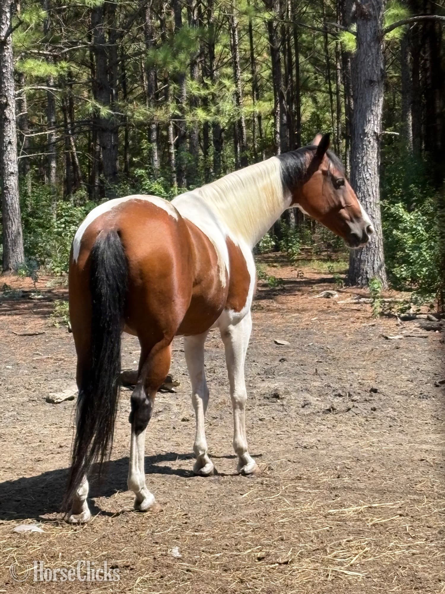 "This Babys Makin Cash ( Chigger)" Bay Mare Paint "This Babys Makin Cash ( Chigger)" Bay Mare Paint backdrop