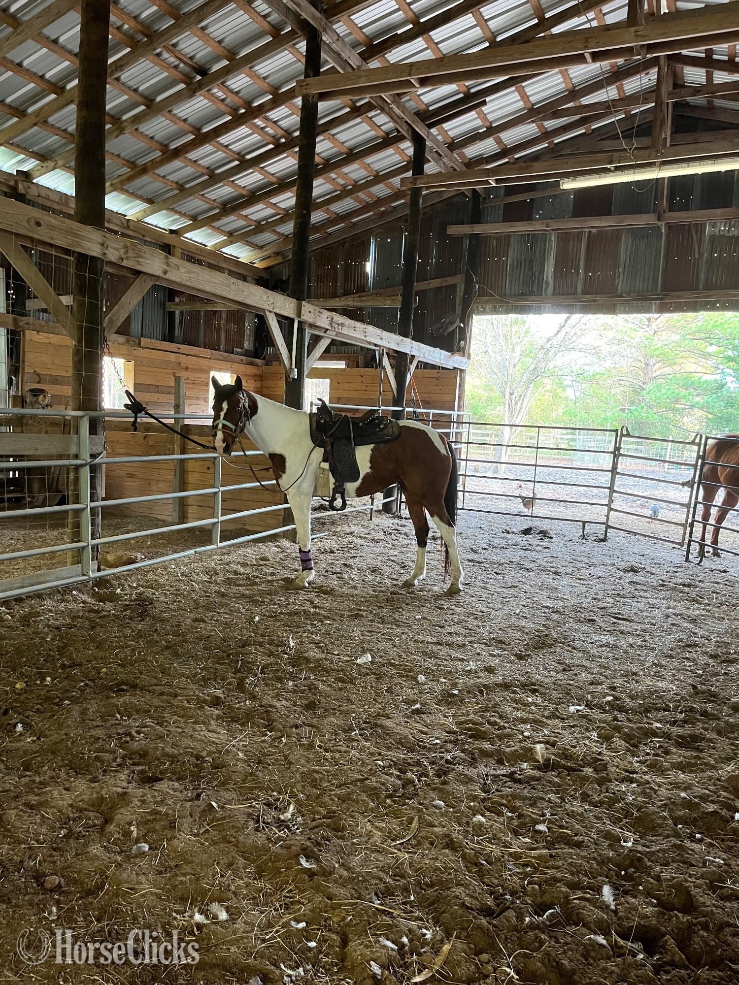 "This Babys Makin Cash ( Chigger)" Bay Mare Paint "This Babys Makin Cash ( Chigger)" Bay Mare Paint backdrop