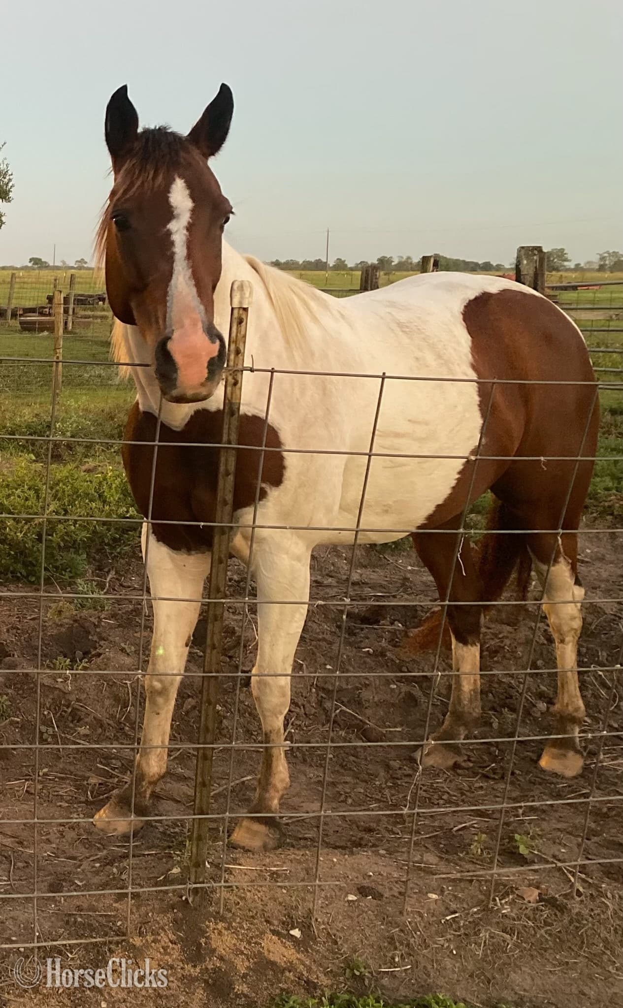 "This Babys Makin Cash ( Chigger)" Bay Mare Paint "This Babys Makin Cash ( Chigger)" Bay Mare Paint backdrop