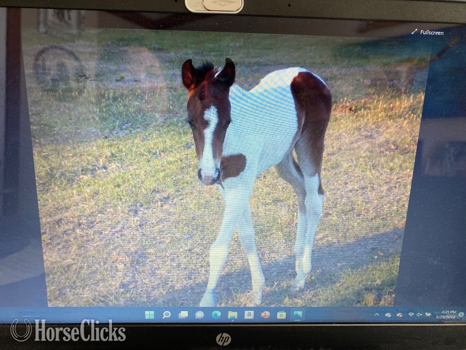 "This Babys Makin Cash ( Chigger)" Bay Mare Paint "This Babys Makin Cash ( Chigger)" Bay Mare Paint backdrop