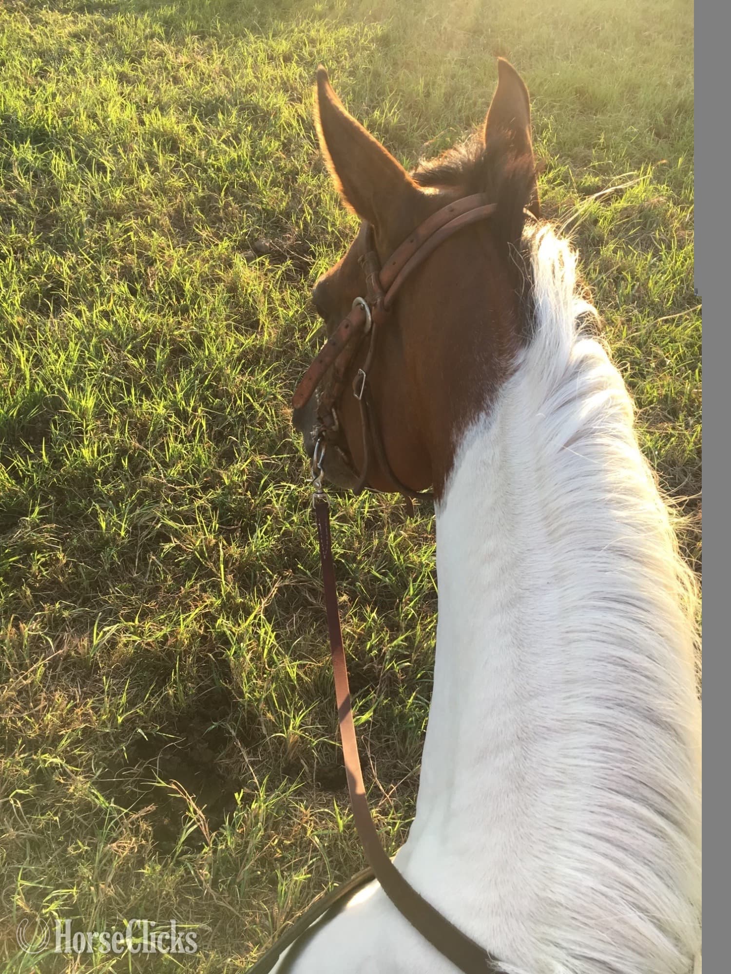 "This Babys Makin Cash ( Chigger)" Bay Mare Paint "This Babys Makin Cash ( Chigger)" Bay Mare Paint backdrop