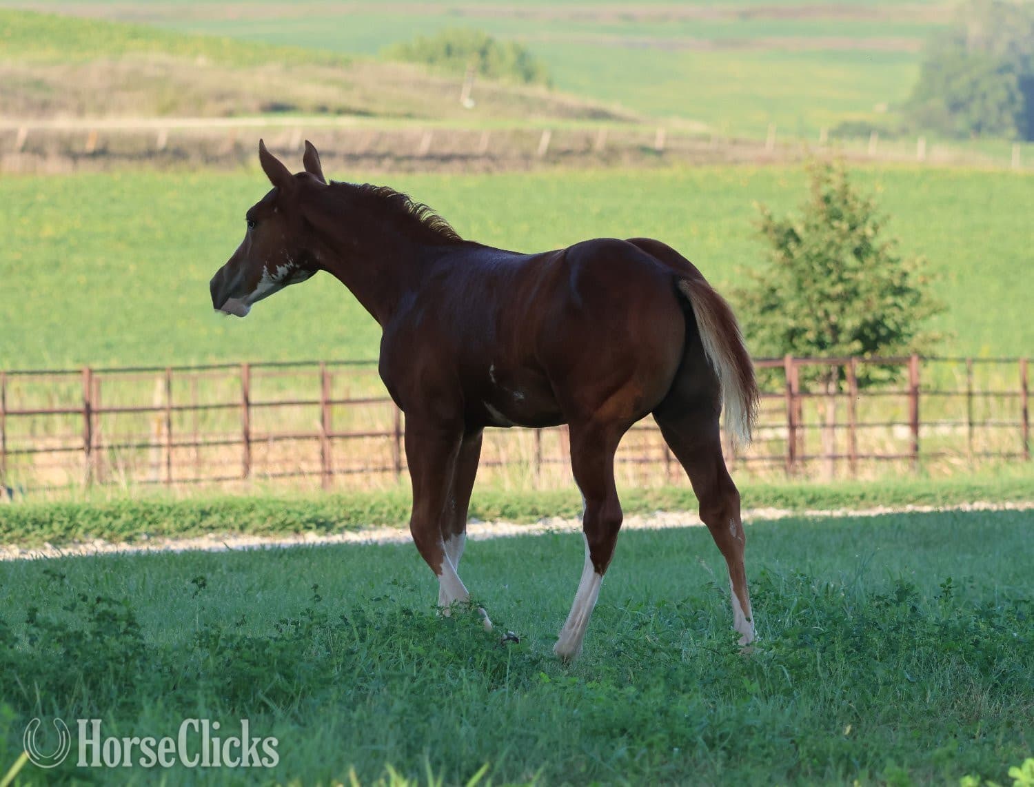 "NV Socketts So Sonny" Sorrel Stallion Paint "NV Socketts So Sonny" Sorrel Stallion Paint backdrop