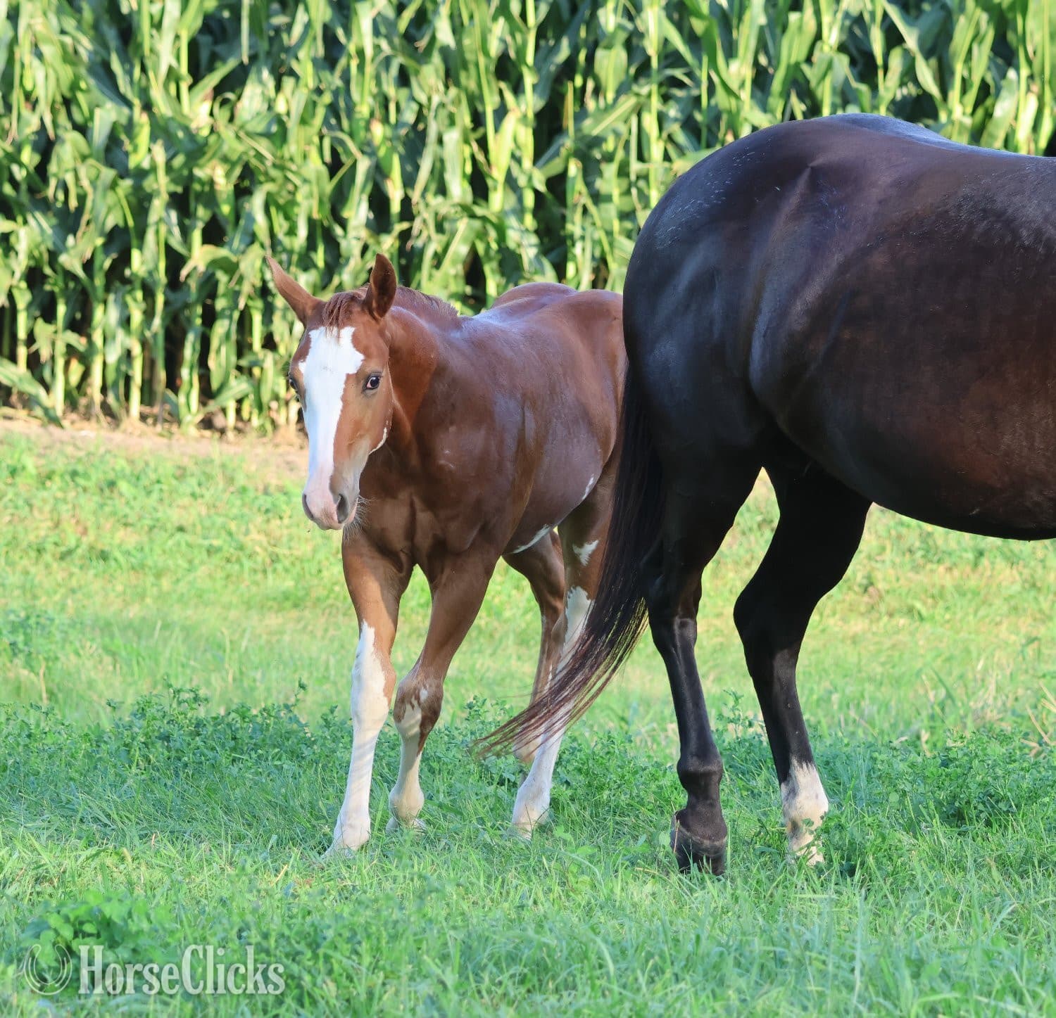 "NV Socketts So Sonny" Sorrel Stallion Paint "NV Socketts So Sonny" Sorrel Stallion Paint backdrop