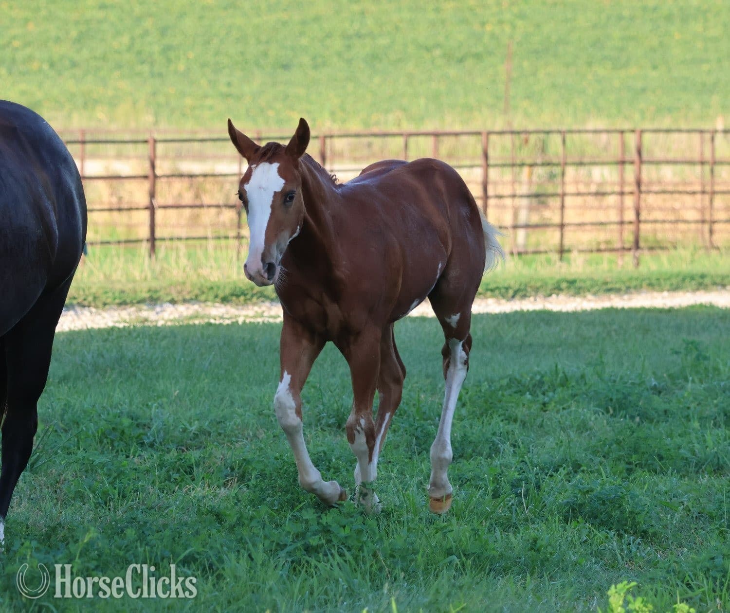 "NV Socketts So Sonny" Sorrel Stallion Paint "NV Socketts So Sonny" Sorrel Stallion Paint backdrop