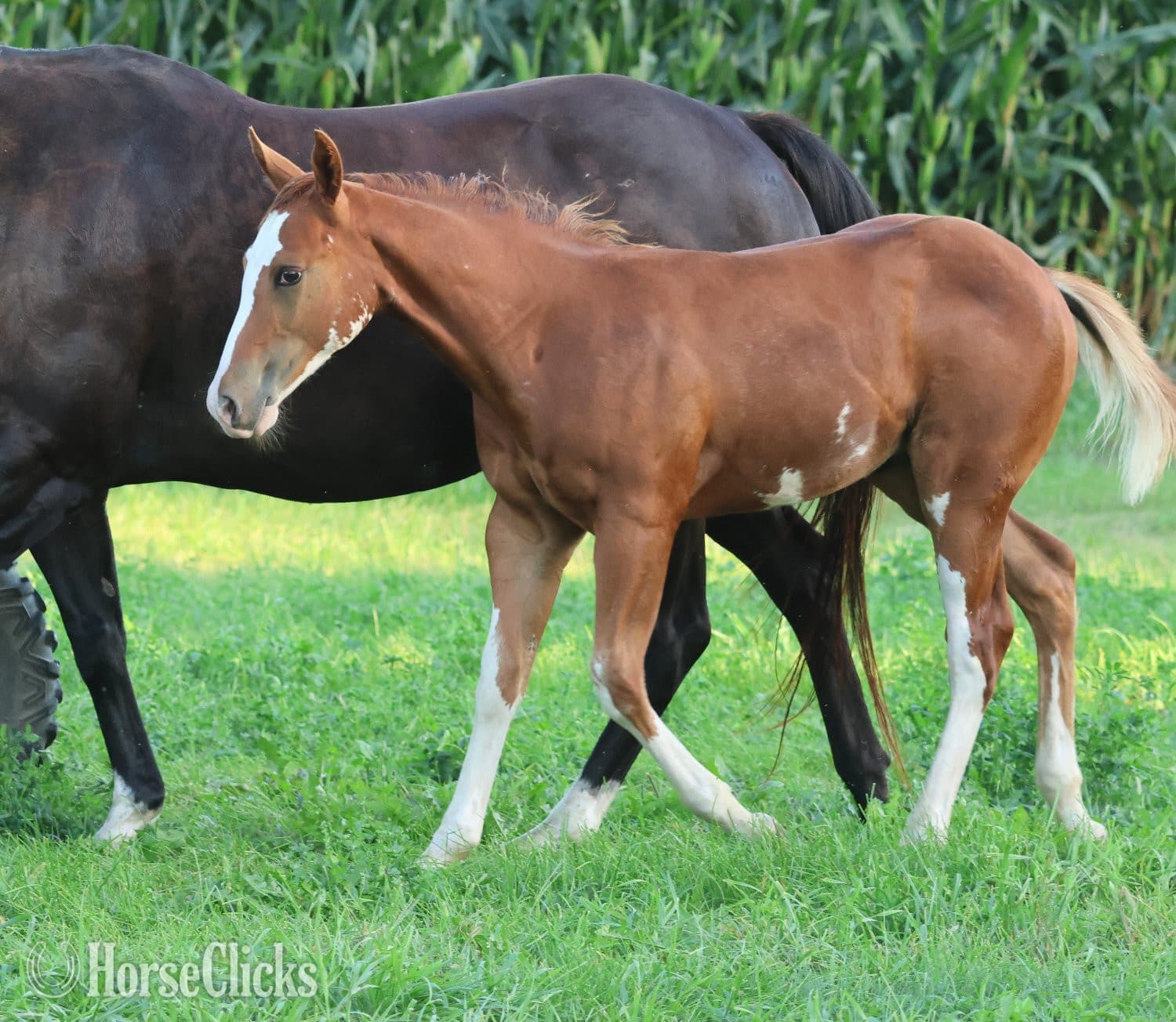 "NV Socketts So Sonny" Sorrel Stallion Paint "NV Socketts So Sonny" Sorrel Stallion Paint backdrop