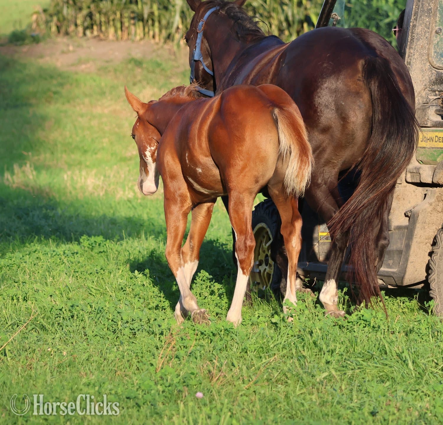 "NV Socketts So Sonny" Sorrel Stallion Paint "NV Socketts So Sonny" Sorrel Stallion Paint backdrop