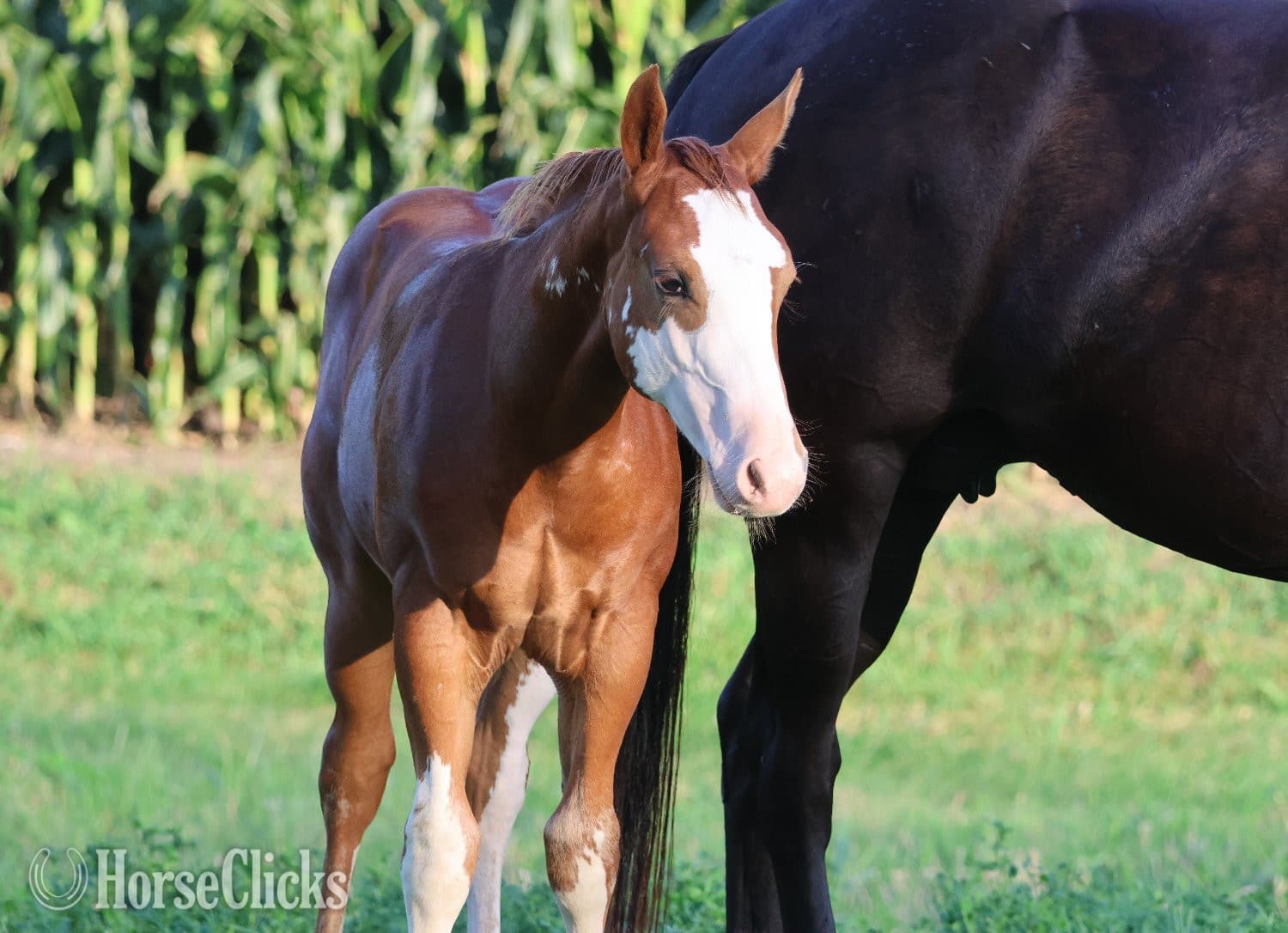 "NV Socketts So Sonny" Sorrel Stallion Paint "NV Socketts So Sonny" Sorrel Stallion Paint backdrop
