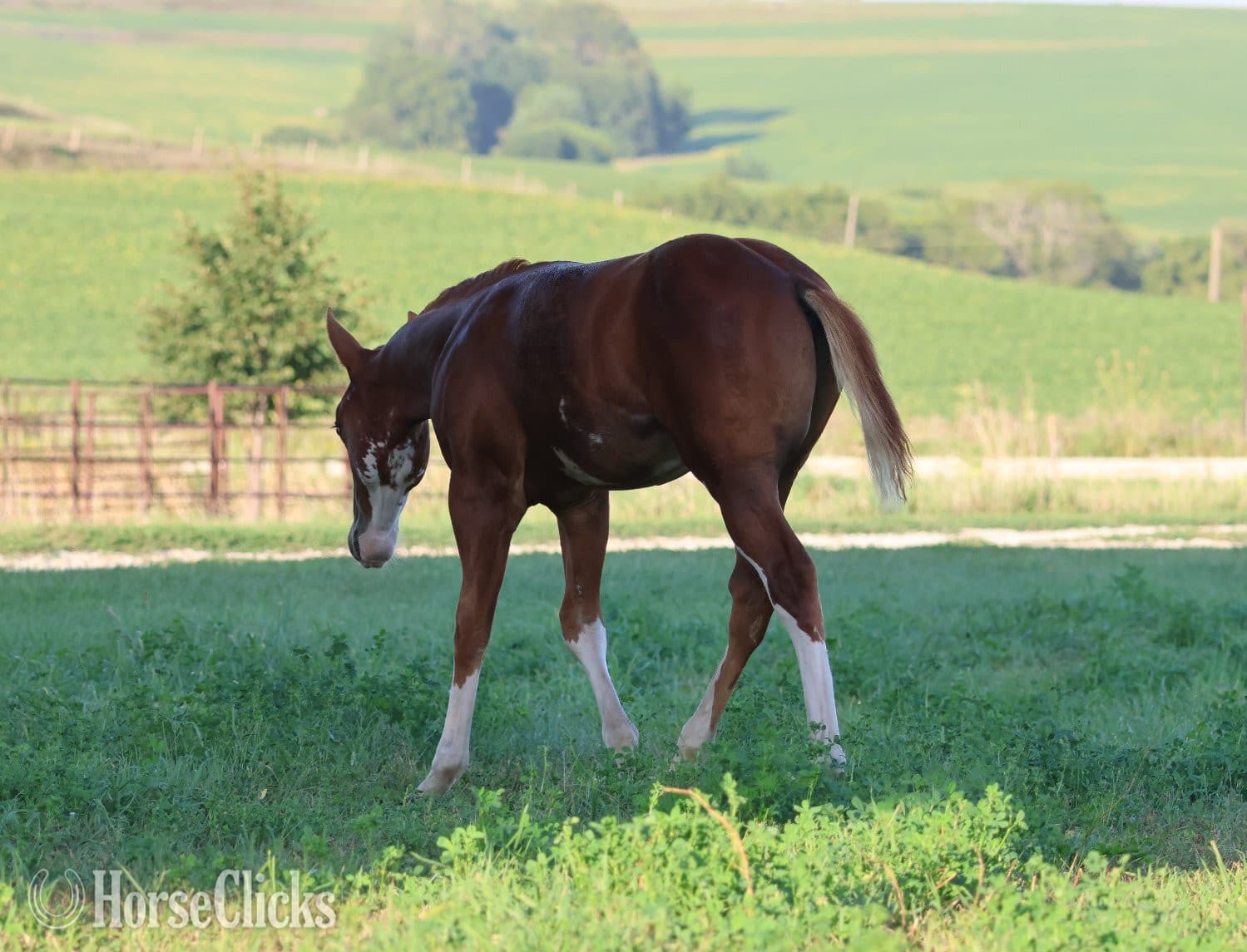 "NV Socketts So Sonny" Sorrel Stallion Paint "NV Socketts So Sonny" Sorrel Stallion Paint backdrop