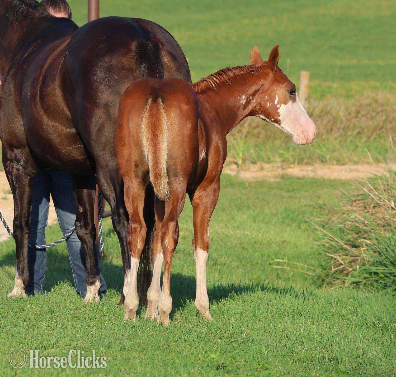 "NV Socketts So Sonny" Sorrel Stallion Paint "NV Socketts So Sonny" Sorrel Stallion Paint backdrop