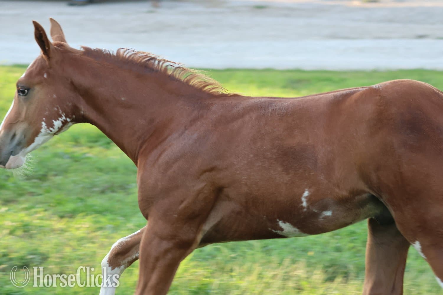 "NV Socketts So Sonny" Sorrel Stallion Paint "NV Socketts So Sonny" Sorrel Stallion Paint backdrop