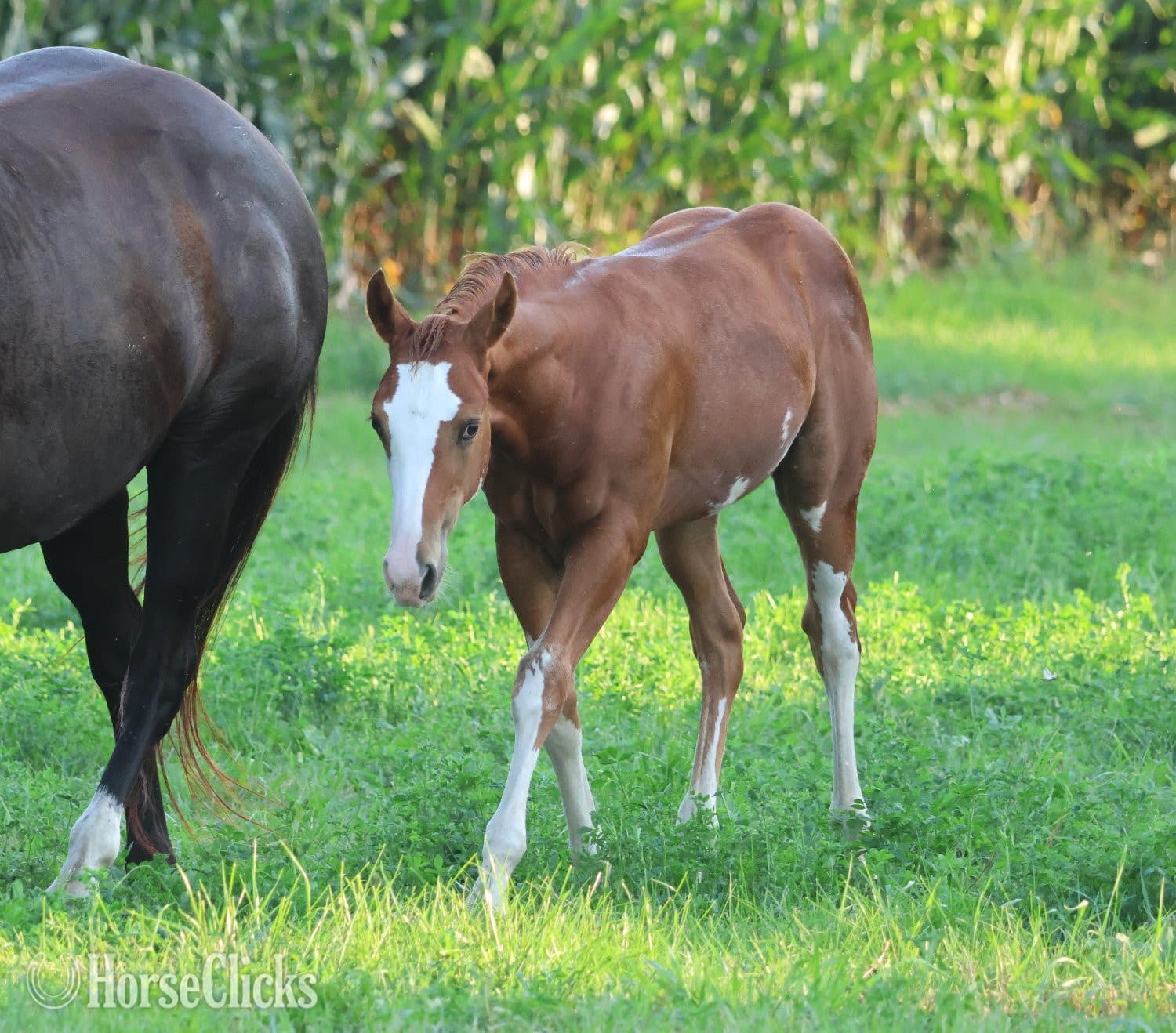 "NV Socketts So Sonny" Sorrel Stallion Paint "NV Socketts So Sonny" Sorrel Stallion Paint backdrop