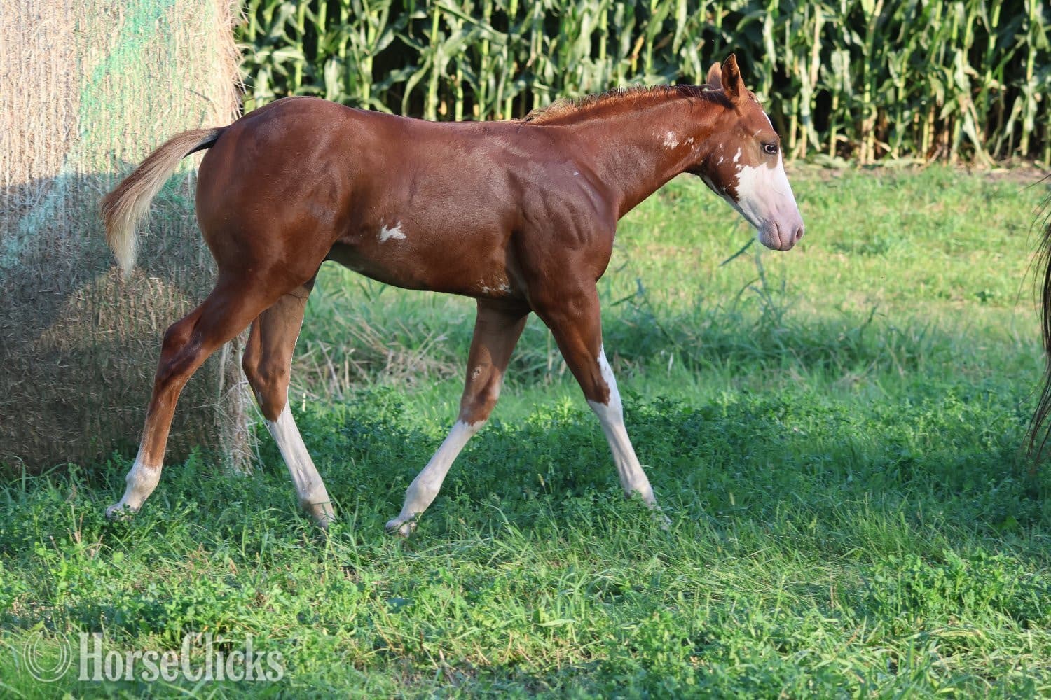 "NV Socketts So Sonny" Sorrel Stallion Paint "NV Socketts So Sonny" Sorrel Stallion Paint backdrop