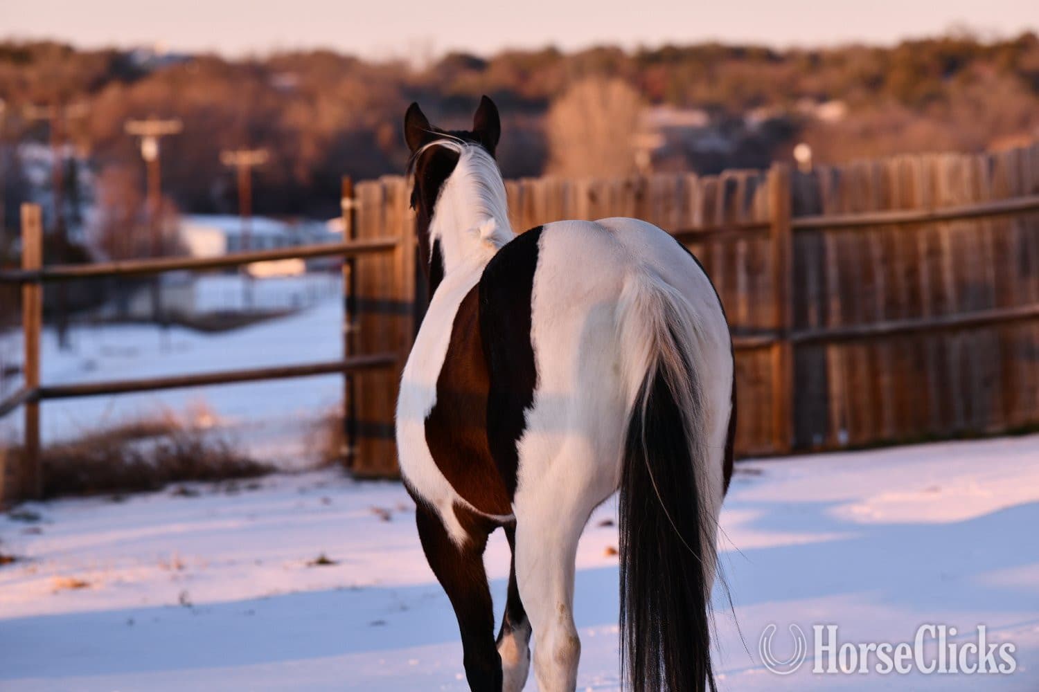"A Pepto Lena Summer" Bay Mare Paint "A Pepto Lena Summer" Bay Mare Paint backdrop
